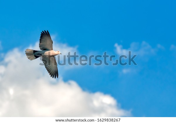 A\
collared dove flying in cloudy sky with\
freedom