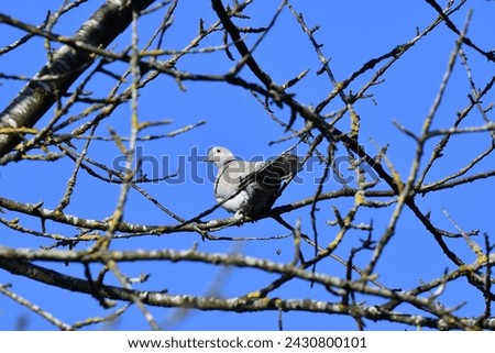 Collared dove, scientific name streptopelia decaocto, taken in Yverdon-les-bain, CH.