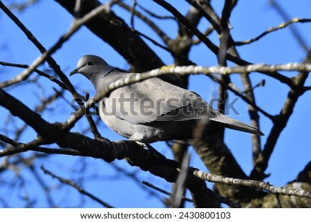 Collared dove, scientific name streptopelia decaocto, taken in Yverdon-les-bain, CH.