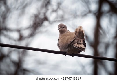 A collared dove sitting and looking back in slightly windy weather
