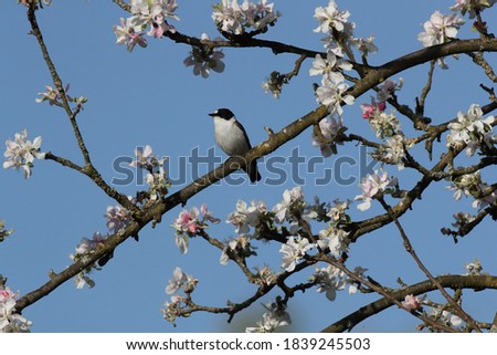 Image, Stock Photo titmouse spring