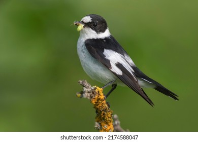 Collared flycatcher (Ficedula albicollis), male with captured insect, Biosphere Reserve Swabian Alb, Baden-Württemberg, Germany