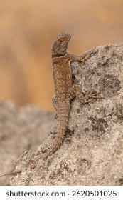 Collared Iguana, Oplurus Cuvieri, Madagascar, Africa 