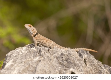 Collared Iguana, Oplurus Cuvieri, Madagascar, Africa 