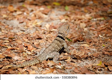 collared iguanid lizard, collared iguana, or Madagascan collared iguana (Oplurus cuvieri). Ankarafantsika National Park, Madagascar wildlife and wilderness