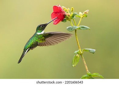 567 Collared hummingbird Images, Stock Photos & Vectors | Shutterstock