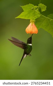 Collared inca hovers drinking under orange-pink flower