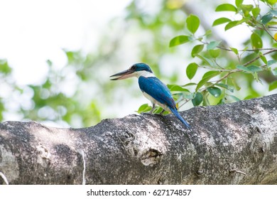 Collared Kingfisher