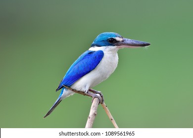 Collared Kingfisher Bright Blue White Bird Stock Photo 1089561965 ...