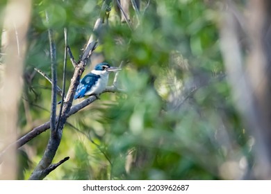 The Collared Kingfisher On A Branch