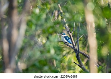 The Collared Kingfisher On A Branch