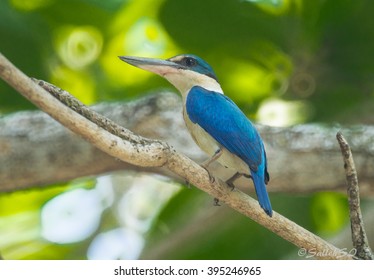 Collared Kingfisher, One The Common Kingfisher In Malaysia