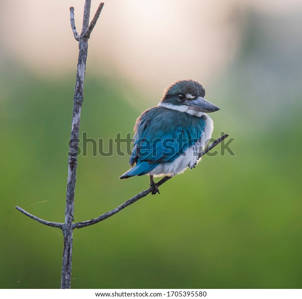 Collared Kingfisher perch open and low shot at\
Pulau Indah Malaysia
