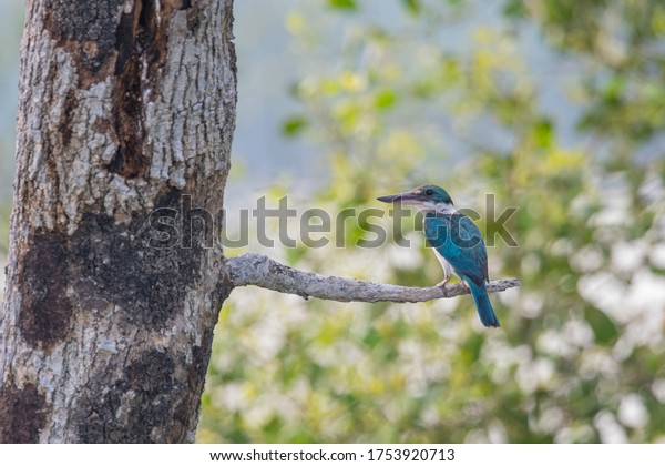 Collared Kingfisher\
perch open outside\
nest