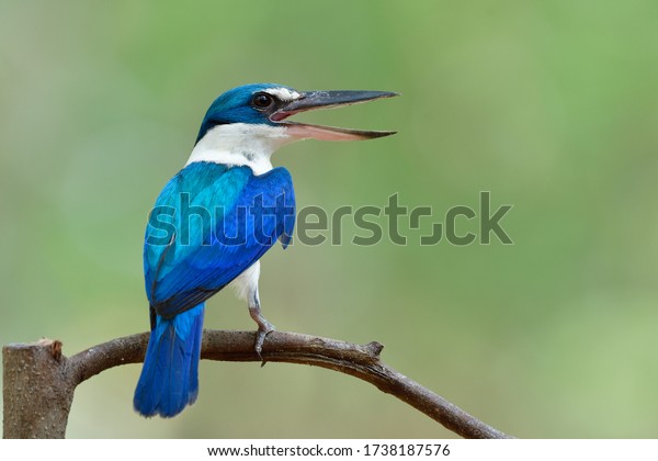 Collared\
Kingfisher singing with widely open large sharp beaks, beautiful\
blue and white bird with big bills on the\
branch