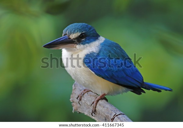 Collared kingfisher Todiramphus chloris Mangrove\
Birds of Thailand