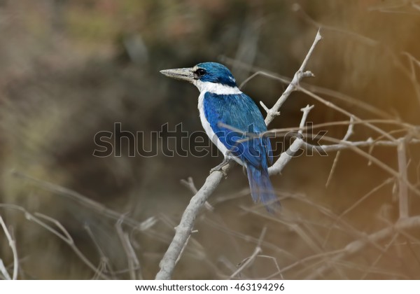 Collared kingfisher Todiramphus chloris Mangrove\
Birds of Thailand