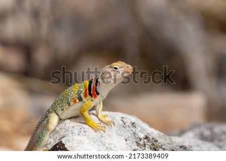 A collared lizard, Crotaphytus collaris, basking on a rock in the Sonoran Desert. Closeup detail of a large colorful lizard in the American Southwest. A colorful native reptile sunning on a boulder.