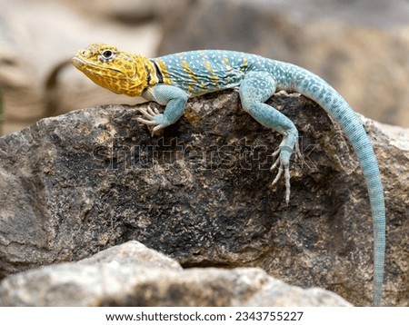 Collared lizard Crotaphytus collaris, sits on a large stone and observes the surroundings