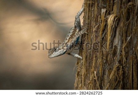 A collared lizard latches to a tree at the Ruth and Paul Henning Conservation Area on Aug. 4, 2026, near Branson, Missouri. 