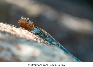 collared lizard on a rock