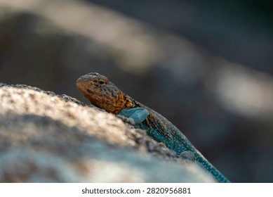 collared lizard on a rock
