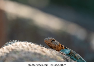 collared lizard on a rock