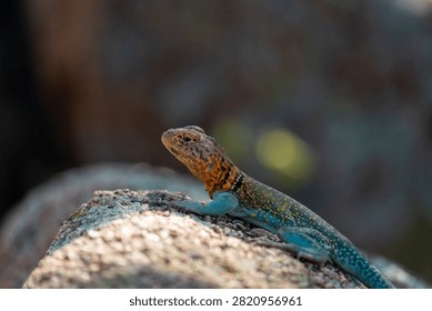 collared lizard on a rock