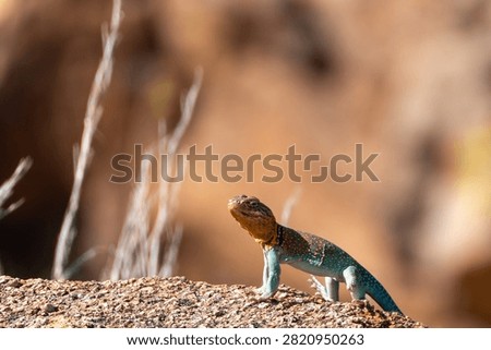 collared lizard on a rock