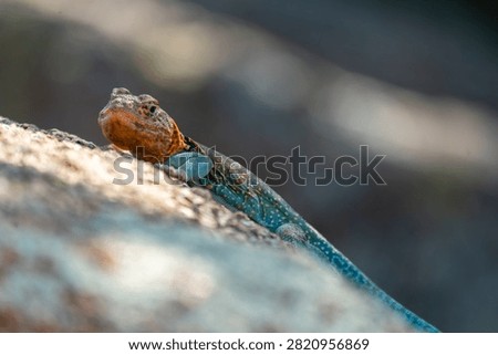 collared lizard on a rock