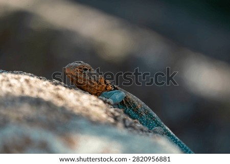 collared lizard on a rock
