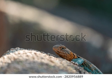 collared lizard on a rock