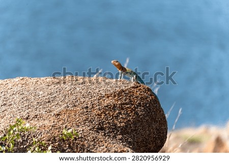 collared lizard on a rock