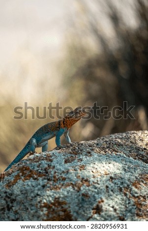 collared lizard on a rock
