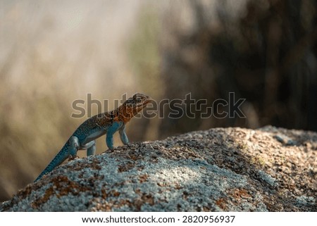 collared lizard on a rock