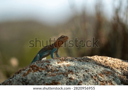 collared lizard on a rock
