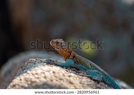 collared lizard on a rock