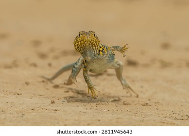 Collared lizard running across sandy ground in a dynamic posture with fast moving, desert dwelling