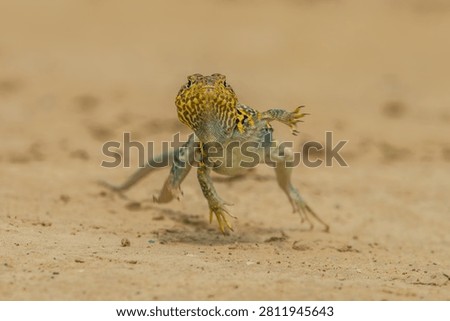 Collared lizard running across sandy ground in a dynamic posture with fast moving, desert dwelling