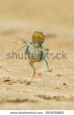 Collared lizard running across sandy ground in a dynamic posture with fast moving, desert dwelling