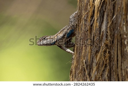 A collared lizard is shown latched to a tree at the Ruth and Paul Henning Conservation Area on Aug. 4 near Branson, Missouri. 
