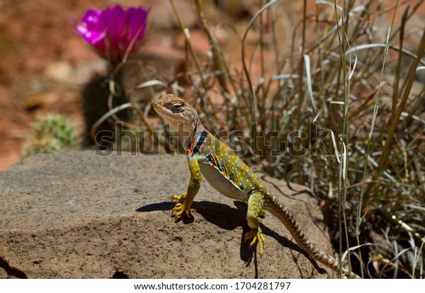Collared lizard\
suns itself trail-side in the hills near Sedona, Arizona, with\
magenta blossom in the\
background.