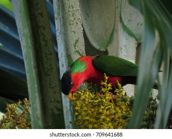 Collared Lory