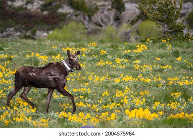 Collared Moose In Wildflowers Near Augusta, Montana, USA