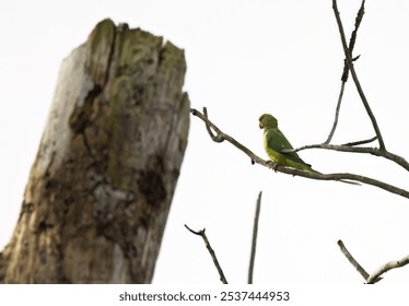 Collared parakeet on branch, collared parakeet on dead tree, parakeet from the side, green parakeet, green parrot on branch - Powered by Shutterstock