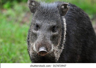 Collared Peccary