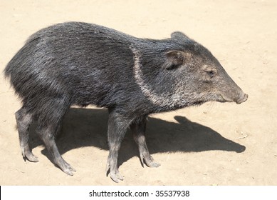 Collared Peccary