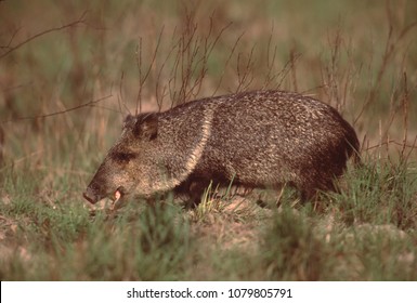 Collared Peccary (Pecari Tajacu)