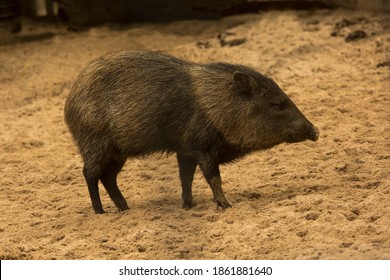 The Collared Peccary (Pecari Tajacu).