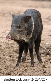 Collared Peccary (Pecari Tajacu).